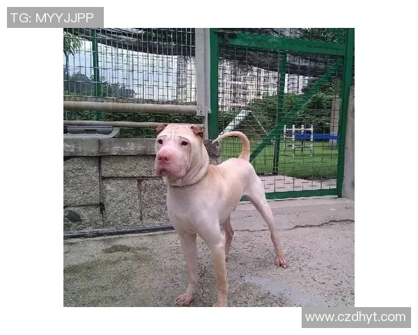 沙皮狗在绿茵场上展现足球才华的趣味故事